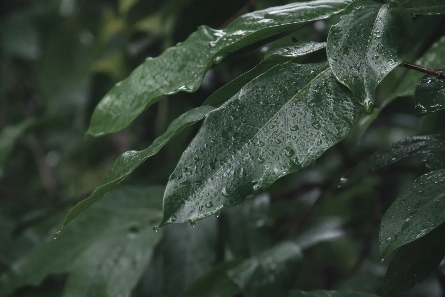 Deep green leaves hold many clear droplets after rain.