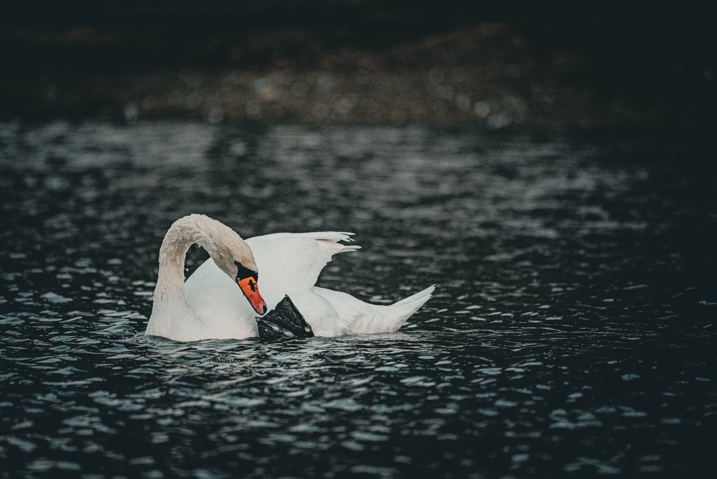 A Mute Swan curves its neck toward one raised black foot while floating in dark, rippled water.