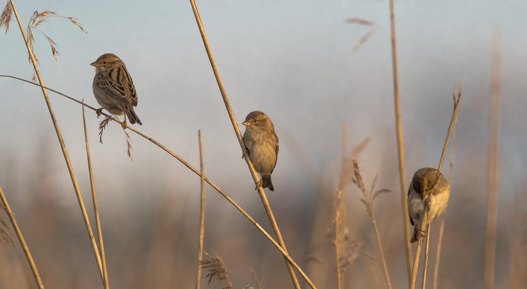 Three small brown birds rest in different postures on tall dry reeds in warm morning light.